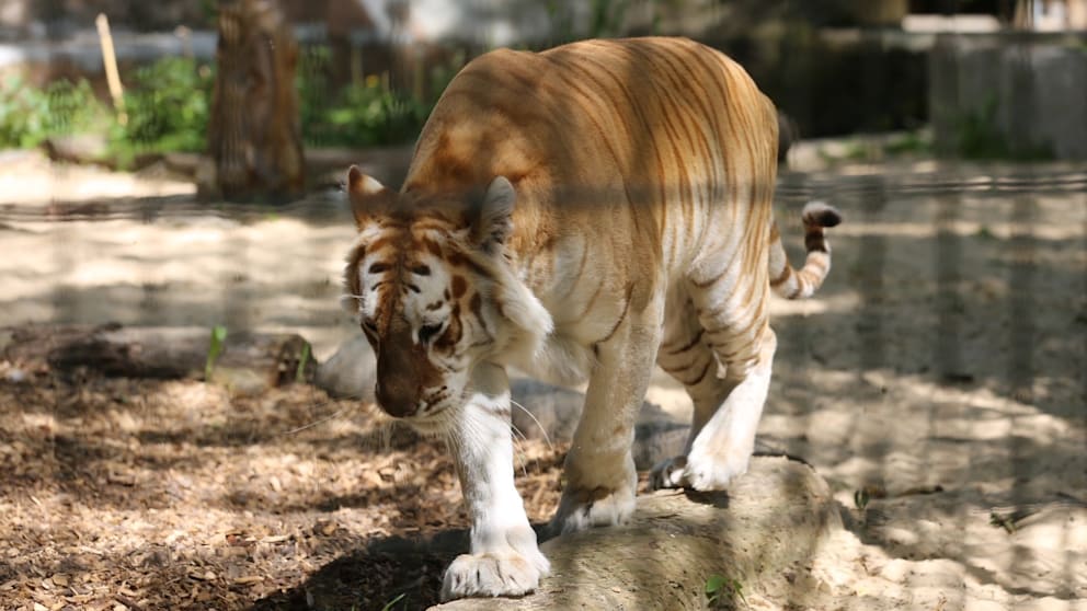 Ein Tiger streift durch das Gehege im Tierpark Nadermann in Delbrück (Archivbild). Ob es sich um den Tiger handelt, der die Pflegerin angegriffen hat, ist nicht bekannt