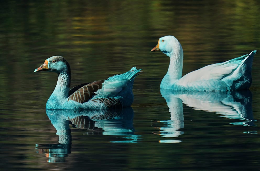 Das Gefieder der Vögel in dem brasilianischen Park war plötzlich blau gefärbt