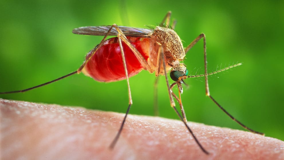 Ob es eine nervige Mückensaiaon geben wird, hängt vor allem vom Wetter im Sommer ab