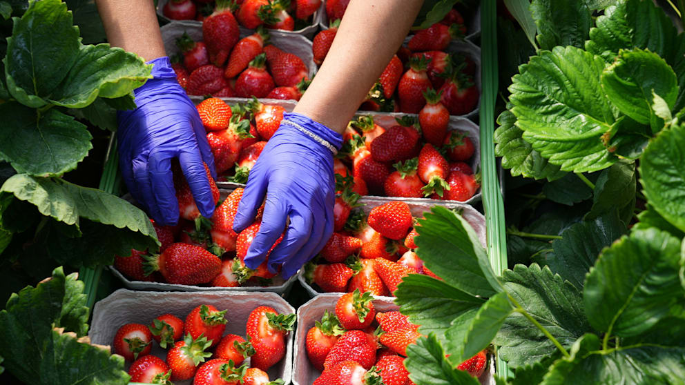 Erdbeeren reifen schnell und halten sich nicht sehr lange nach dem Pflücken