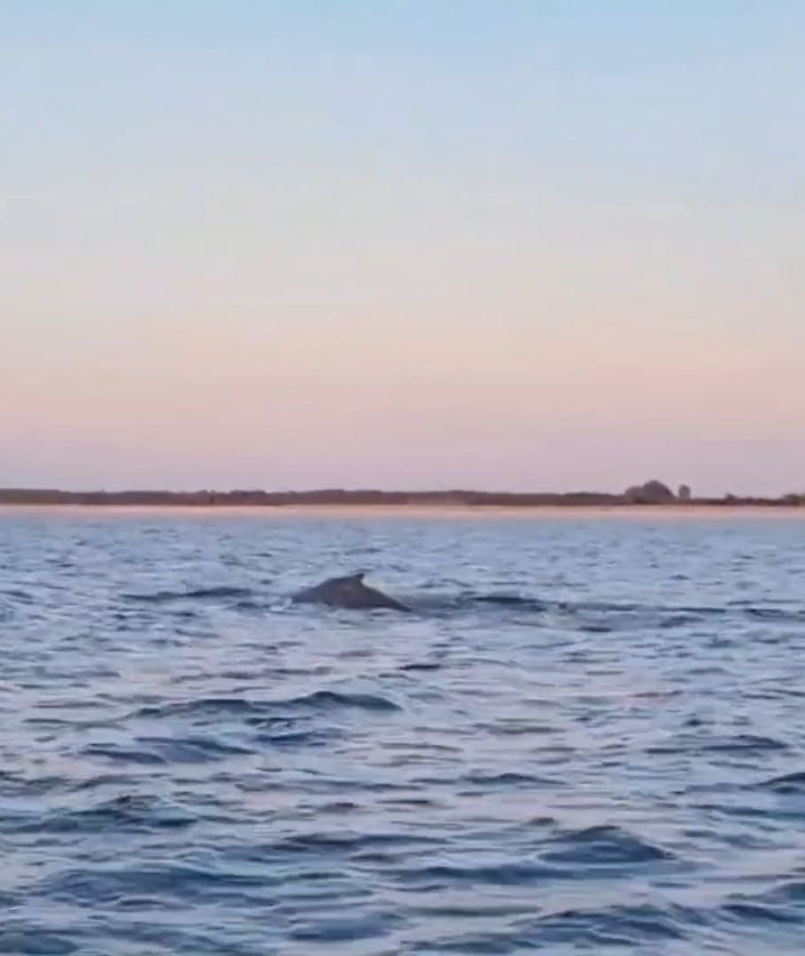 Feuerwehrleute filmten den Buckelwal in der Ostsee von ihrem Boot aus vor Ahrenshoop