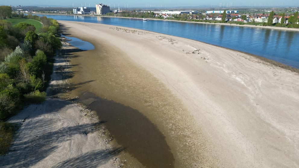 Gigantische Sandbänke statt Rhein-Wasser im Oberrheintal bei Rheindürkheim
