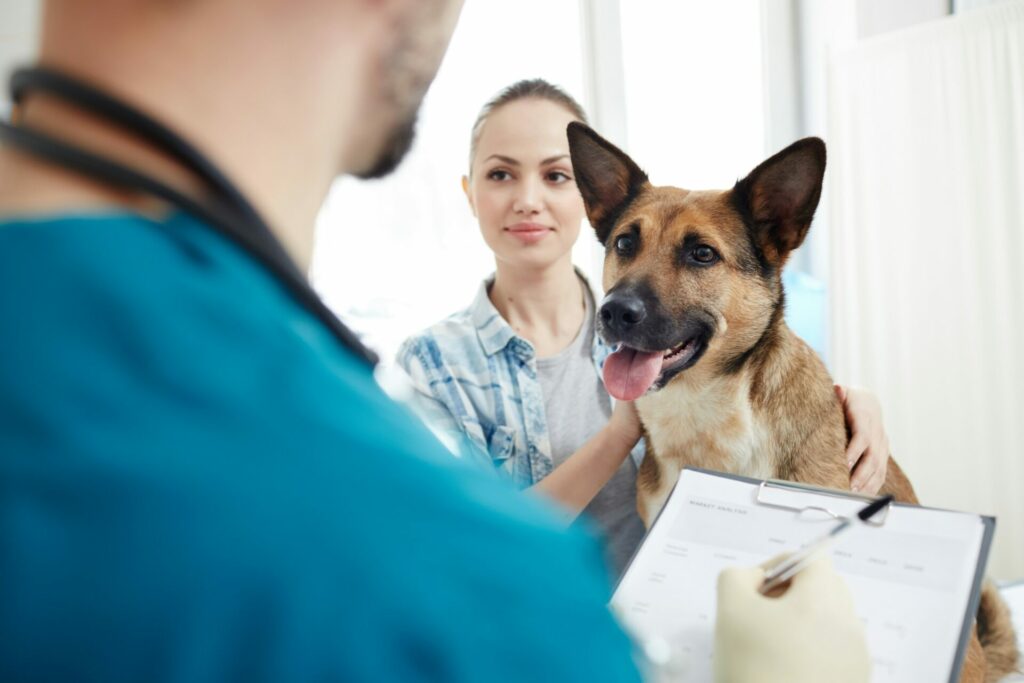 Hundekrankenversicherung für Hunde ab 10 Jahre