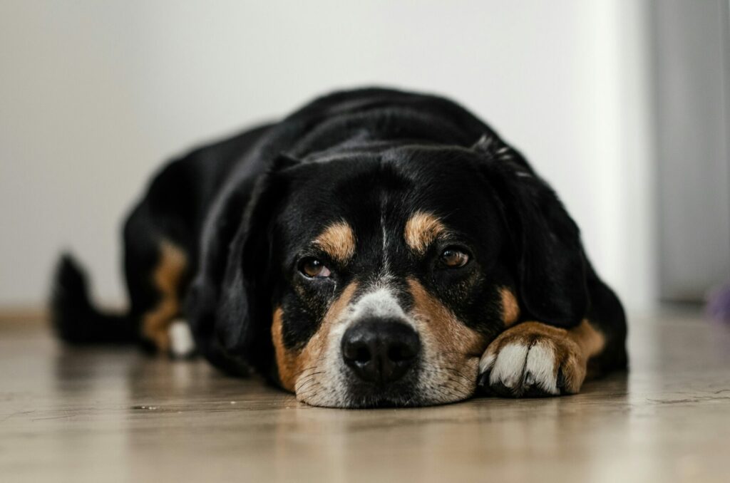 Hundekrankenversicherung Kostenübersicht