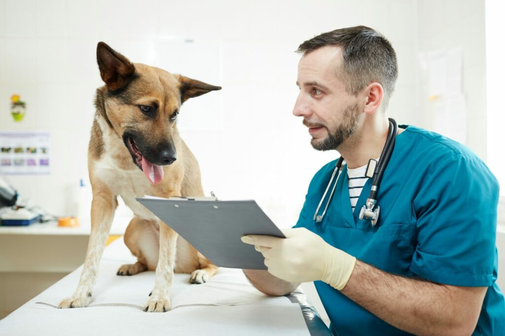 Hundeversicherung Vergleich