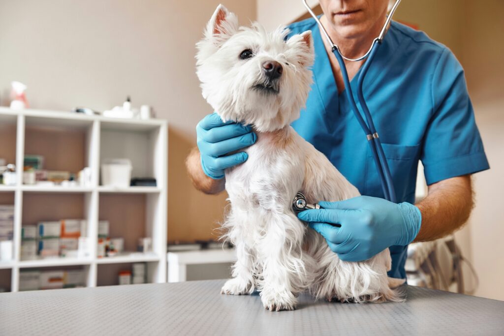 Dalma Hundekrankenversicherung Kosten