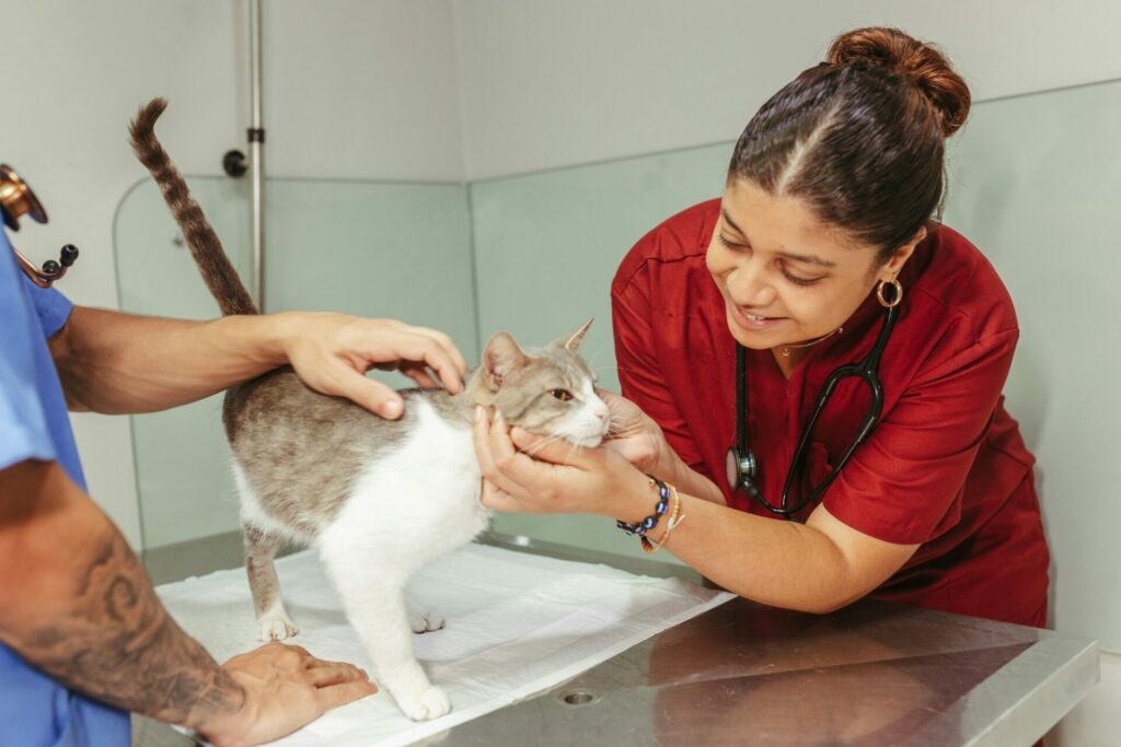 Katzenkrankenversicherung Leistungen