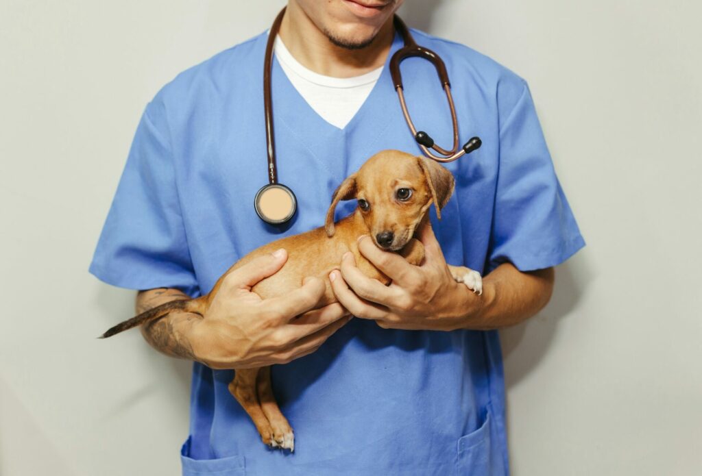 Gründe für eine Hunde-Krankenversicherung mit Vollschutz