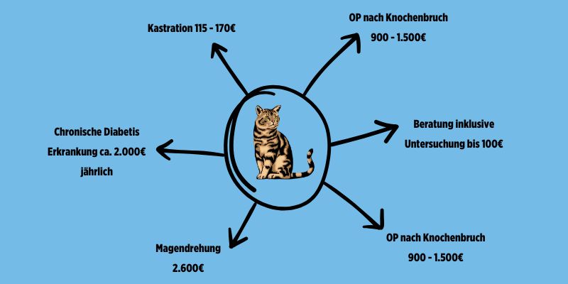Lohnt sich eine Katzenversicherung