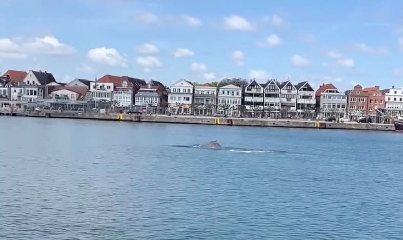 Dieser Wal tauchte kürzlich vor der Kulisse von Travemünde auf