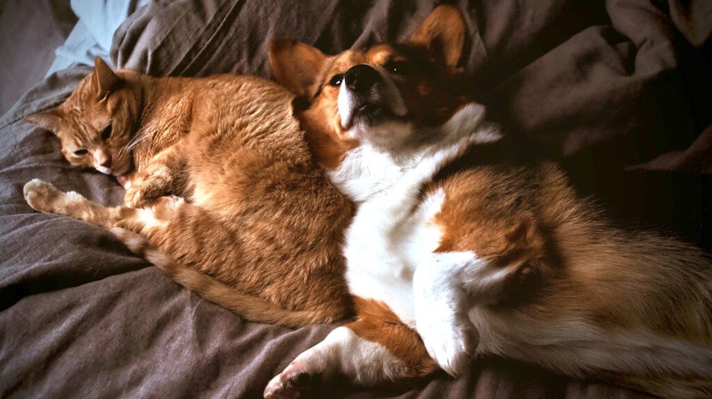 Hund und Katze