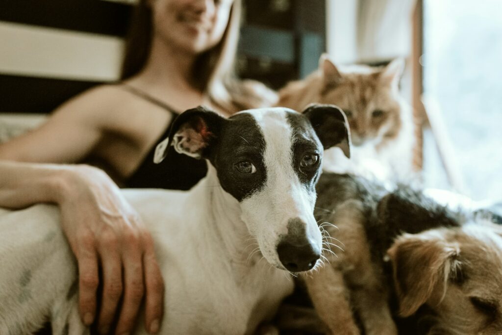 Hund und Katze