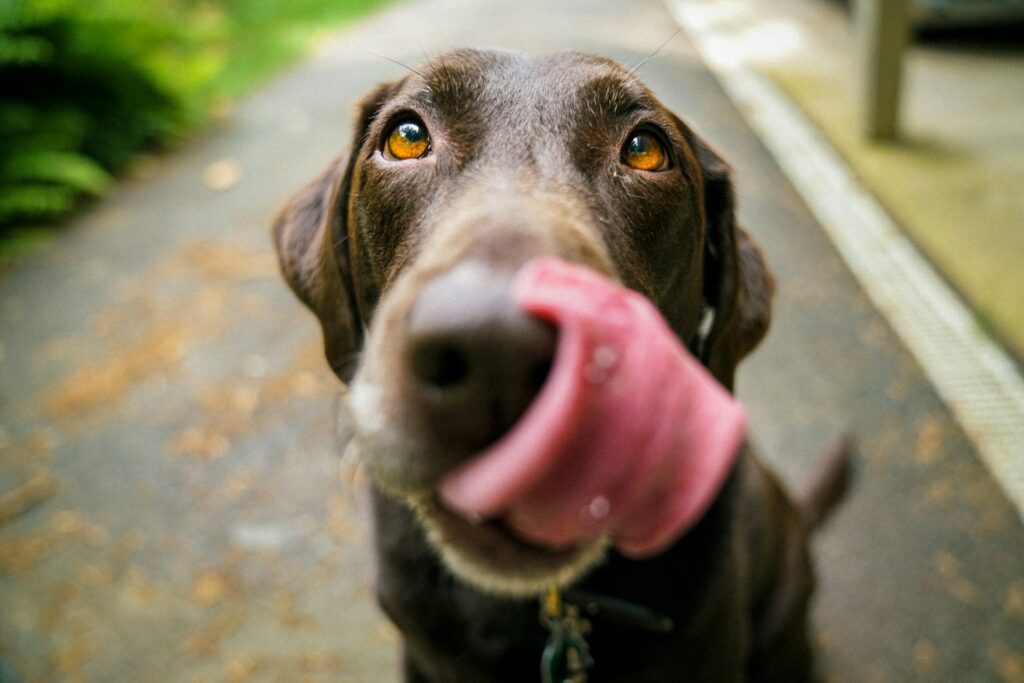 Hundeversicherung