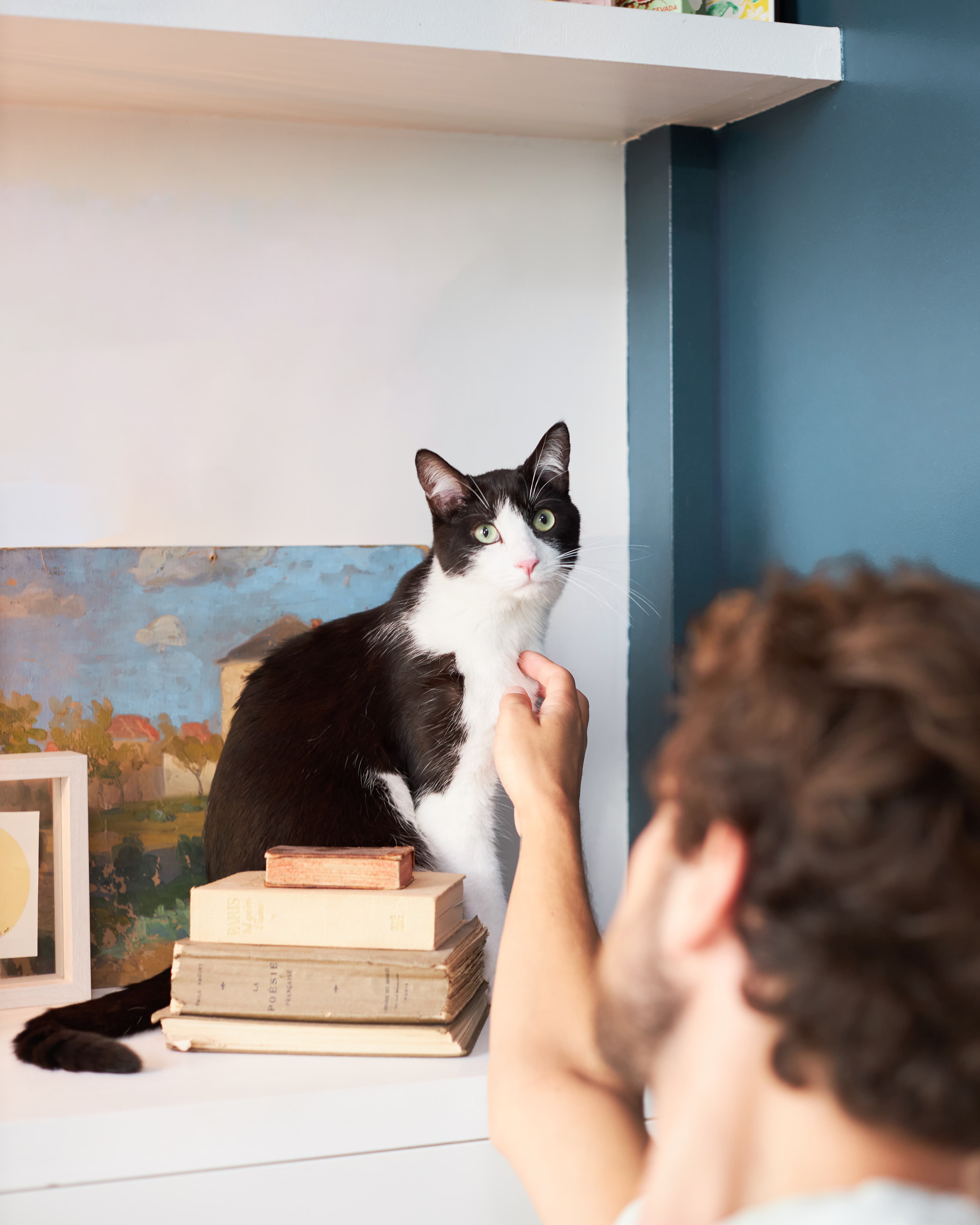Lassie Haustierversicherung Katzen Hunde Startseite Katze kuscheln