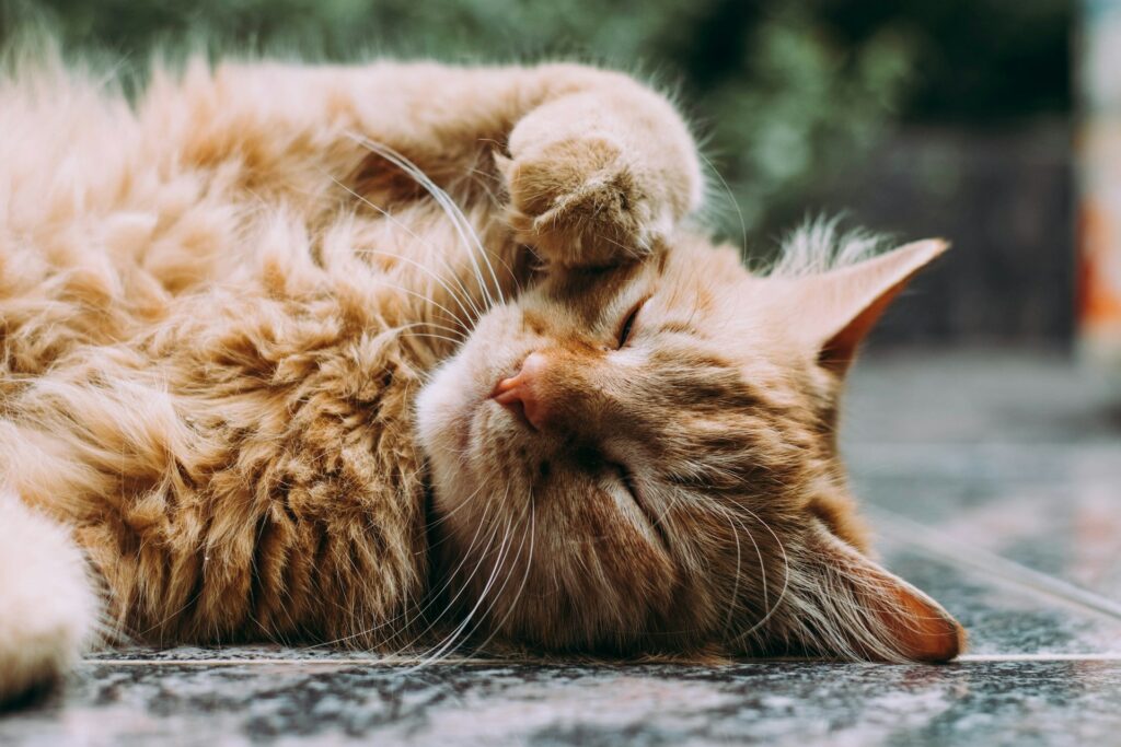 Katze