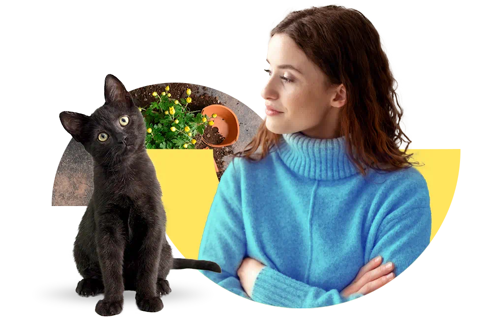 Schäden, die Ihre Katze verursacht sind durch Ihre private Haftpflichtversicherung abgedeckt. Sie haben noch keine private Haftpflichtversicherung?