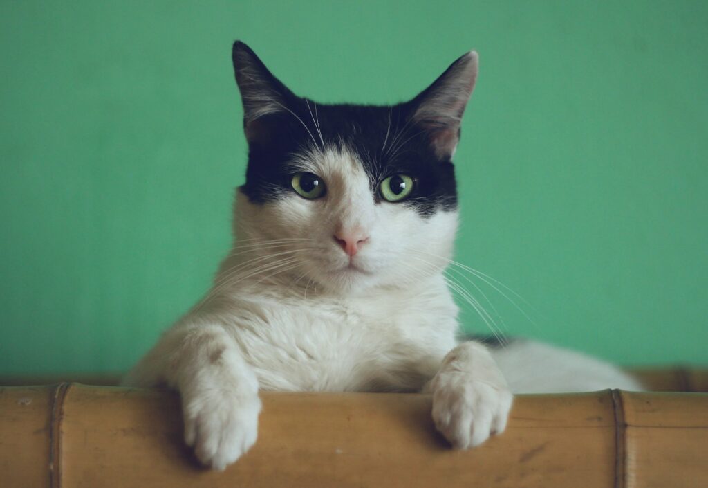Katzenversicherung Vergleich