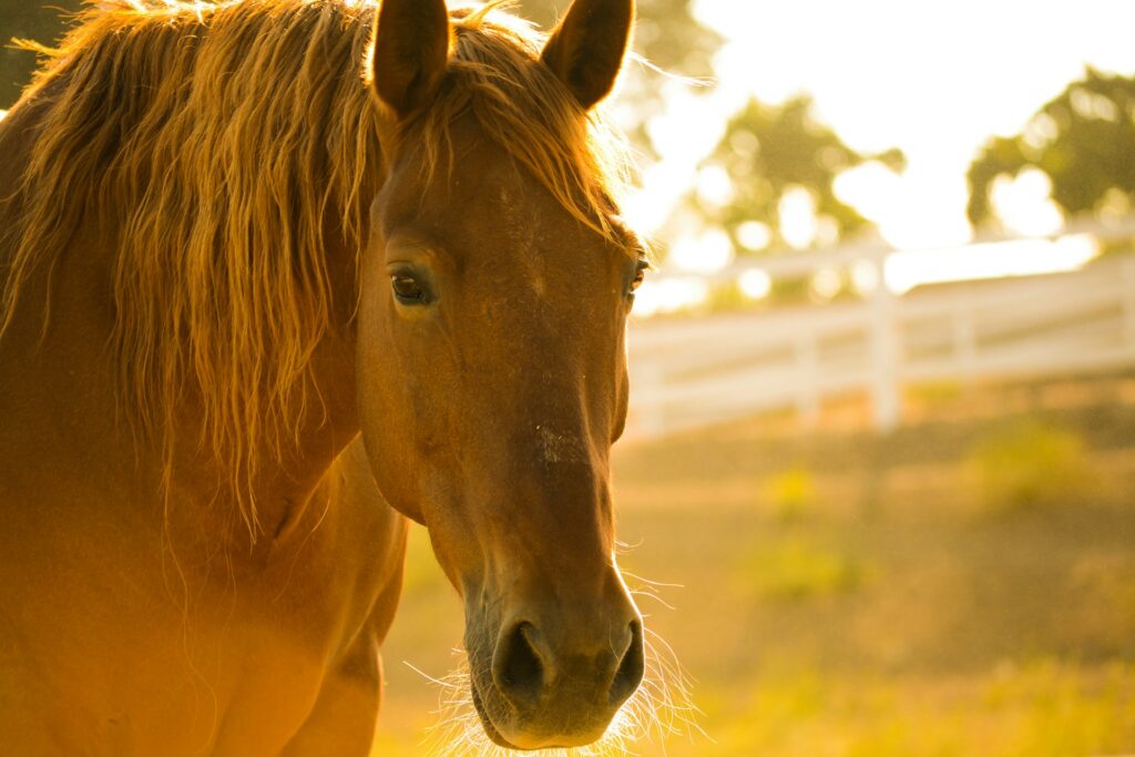 Pferd