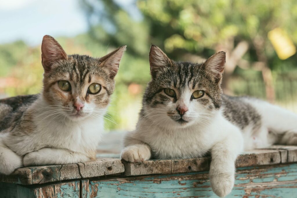 Versicherung für 2 Katzen