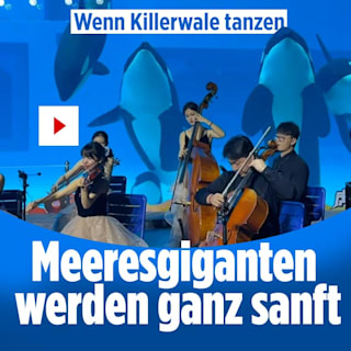 Wenn Killerwale tanzen: Meeresgiganten werden ganz sanft
