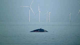 Er starb in der Nordsee: Ursache für Tod des Pottwals von Sylt steht fest