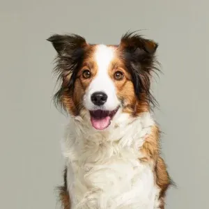 Ein fröhlicher, flauschiger Hund mit braunem, schwarzem und weißem Fell sitzt vor einem unifarbenen Hintergrund und schaut mit offenem Maul direkt in die Kamera.