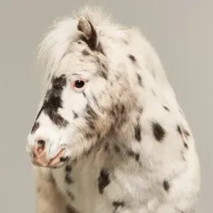 Geflecktes Pony mit flauschiger Mähne und dunklen Flecken auf hellem Fell, nach links blickend vor einfarbigem Hintergrund.