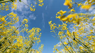 Wetter am Muttertag: Sonnenschein und bis zu 25 Grad