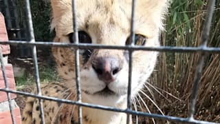 Amt schließt beliebten Zoo: Maßnahme zum Schutz der Tiere