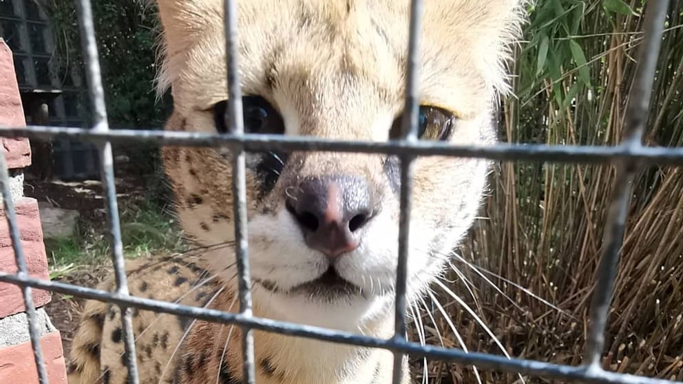 Amt schließt beliebten Zoo: Maßnahme zum Schutz der Tiere