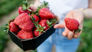 Wo bekomme ich die leckersten Erdbeeren?