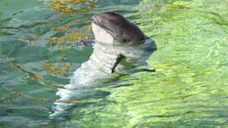 Riesenansturm auf Naturspektakel erwartet: Wo Sie in Deutschland Wale sehen können