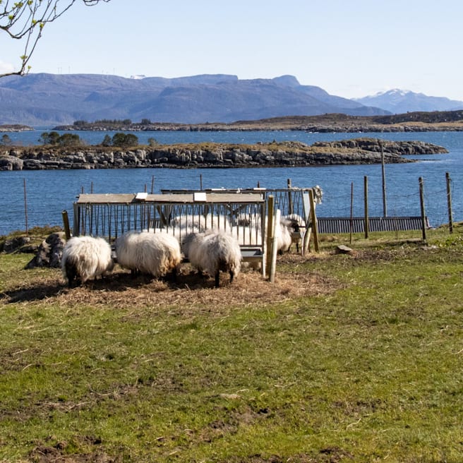 Mysteriöse Vorfälle in Norwegen: Auf dieser Insel verschwinden spurlos Schafe