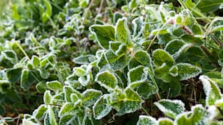 Eisheilige 2025: Uralter Kalender verrät, ob es noch mal Frost gibt