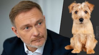 Christian Lindner: Unfalldrama! Er fuhr Hund von Star-Produzent tot