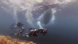 Gefährliches Unterwasser-Abenteuer: Tauchgang mit Schrecken