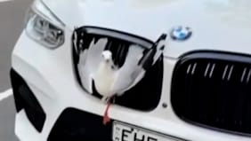 Rettung naht: Möwe steckt im Kühlergrill fest