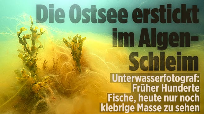  Algen-Schleim erstickt die Ostsee