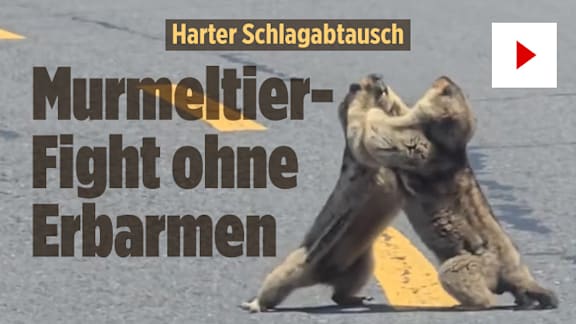 Erklären Sie DAS mal ihrem Chef: Murmeltier-Kampf sorgt für Pendler-Chaos