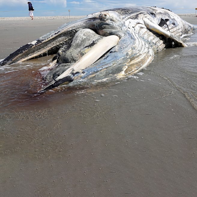Nach Sylt und Wangerooge: Toter Buckelwal vor Sankt Peter-Ording angespült