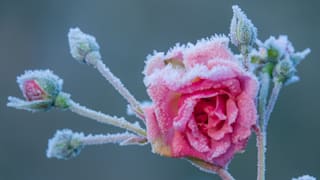 Wetter eiskalt: Temperaturen bis zu minus 6 Grad im Osten
