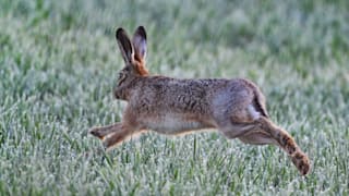 Hasenpest breitet sich aus: Das sollten Sie in der Natur beachten