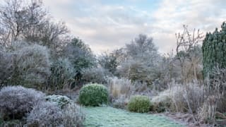 Garten winterfest machen: Wie Sie Ihre Pflanzen vor Kälte schützen