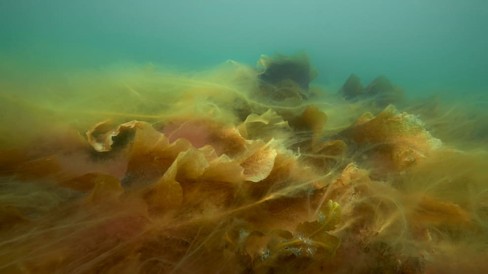  Algen-Schleim erstickt die Ostsee