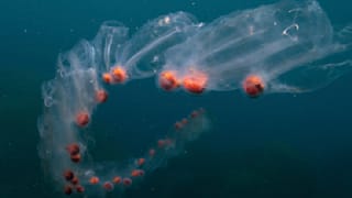 Urlaub am Meer verschleimt: Merkwürdige Tiere überschwemmen Adria 