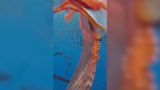 Seltenes  Naturschauspiel: Rätsel-Wesen tanzt im Wasser