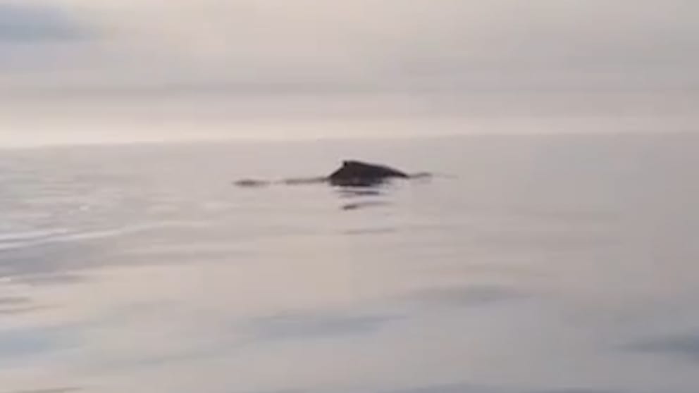 Junger Buckelwal überrascht in der Ostsee vor Hiddensee