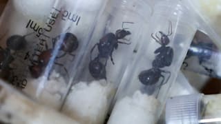 Urteil gegen Teens nach Ameisen-Schmuggel: Tiere gut 600.000 Euro wert