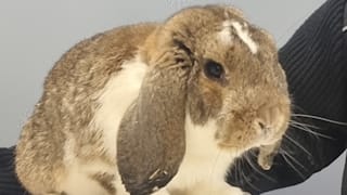 Osterhase beim Schwarzfahren in der Bahn in Bayern erwischt! 