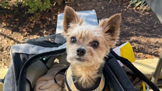 USA: Millionen-Klage! Tierärztin zieht Hund Coco 16 Zähne – tot